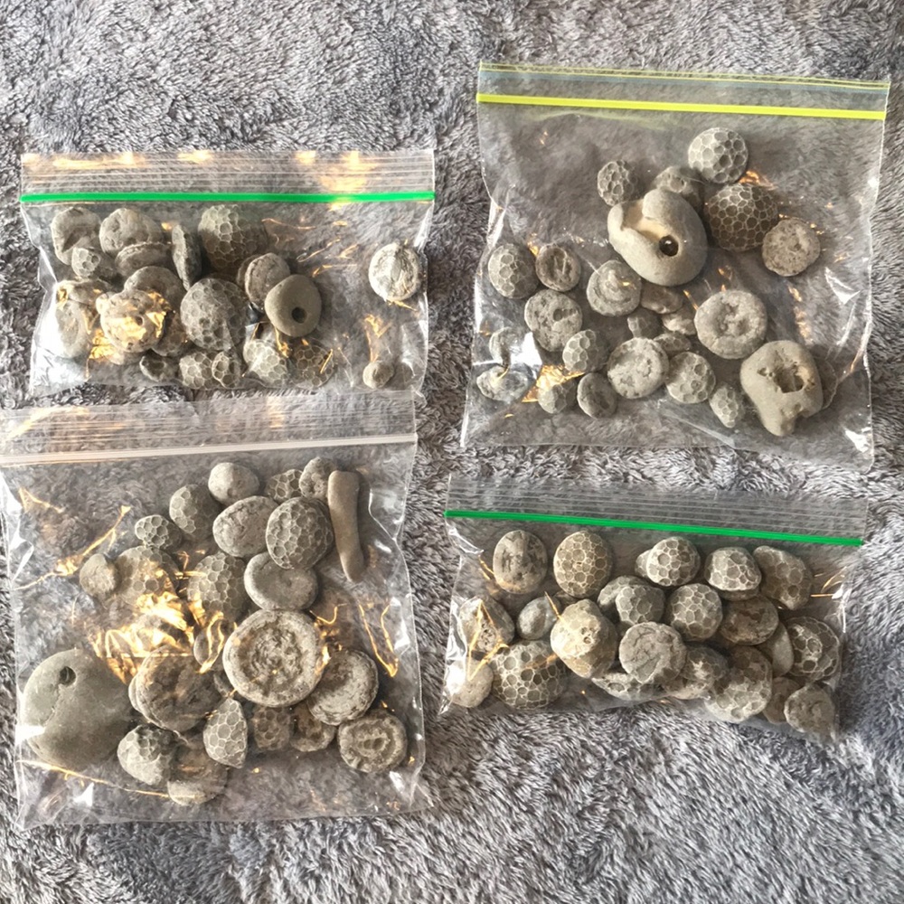 Fossils